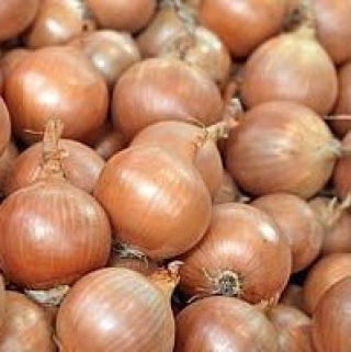 Лук репчатый Моушен F1 - ООО «Семена Тут»