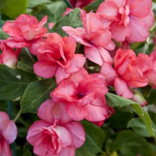 Бальзамин махровый Афина Корал Пинк [100 шт] - ООО «Семена Тут»