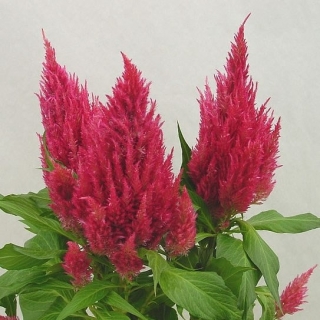 Целозия перистая Сандэй Дарк Пинк [100 шт] - ООО «Семена Тут»