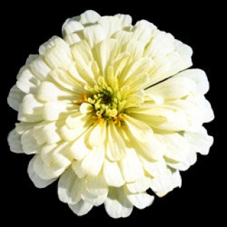 Цинния Мастер Вайт [1000 шт] - ООО «Семена Тут»