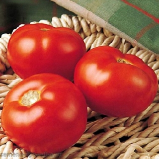 Томат Флорида 47Р F1 - ООО «Семена Тут»