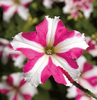 Петуния грандифлора Тритуния Роуз Стар [5000 драже] - ООО «Семена Тут»