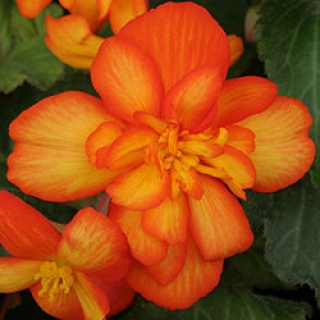 Бегония ампельная Шансон Оранжево-желтая [1000 драже] - ООО «Семена Тут»