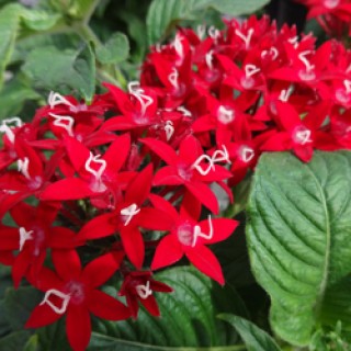 Пентас Граффити Ред Вельвет [500 драже] - ООО «Семена Тут»