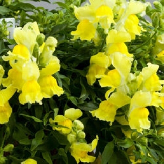 Львиный зев ампельный Кенди Шауэрс Еллоу  [1000 шт] - ООО «Семена Тут»