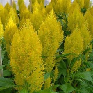 Целозия перистая Сандэй Еллоу [100 драже] - ООО «Семена Тут»