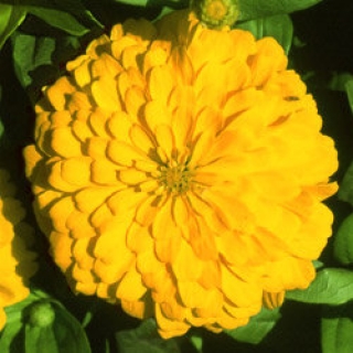 Цинния Мастер Еллоу [250 шт] - ООО «Семена Тут»