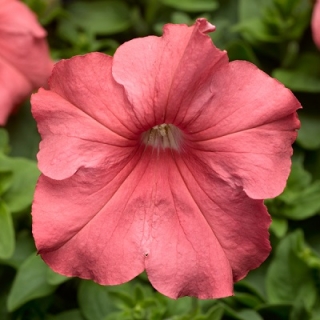 Петуния грандифлора Тритуния Салмон [100 драже] - ООО «Семена Тут»