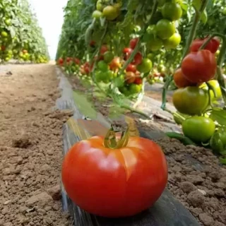 img-0: Томат Раннер F1 - ООО «Семена Тут»