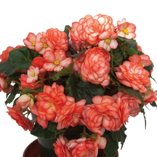 Бегония клубневая Он Топ Фанданго [1000 драже] - ООО «Семена Тут»