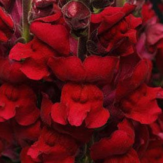 Львиный зев Мэриленд (группа 1,2) Ред [1000 шт] - ООО «Семена Тут»