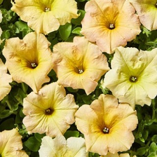 Петуния ампельная F1 Даймонд Сан шейдез [500 драже] - ООО «Семена Тут»