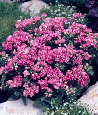 Флокс друммонди Промис Лилак Блю [1000 шт] - ООО «Семена Тут»