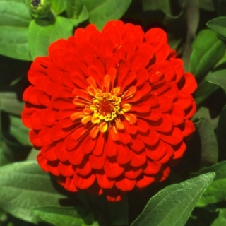 Цинния Мастер Скарлет [1000 шт] - ООО «Семена Тут»