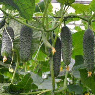 Огурец Сигурд F1 - ООО «Семена Тут»