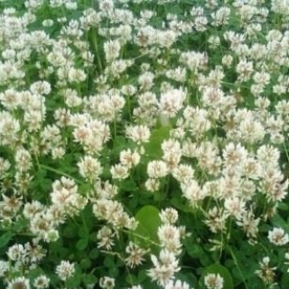 Клевер Ривендел (стандарт 25 кг) - ООО «Семена Тут»