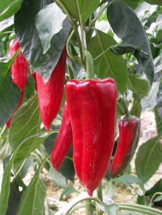 Перец Тамара F1 - ООО «Семена Тут»