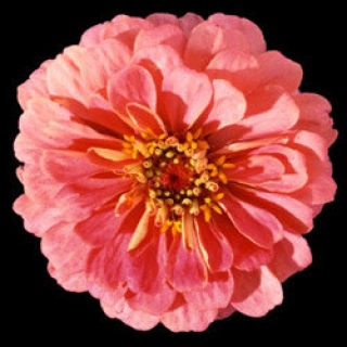 Цинния Мастер Пинк [1000 шт] - ООО «Семена Тут»