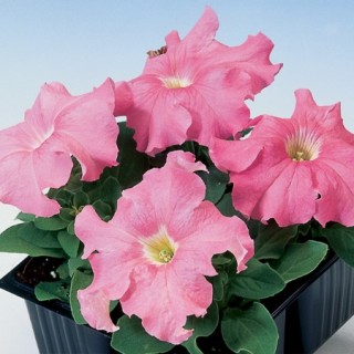 Петуния грандифлора Танго Салмон [1000 драже] - ООО «Семена Тут»