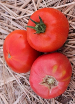 img-1: Томат Титан розовый - ООО «Семена Тут»