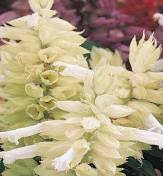 img-0: Сальвия Виста Вайт [50 шт] - ООО «Семена Тут»