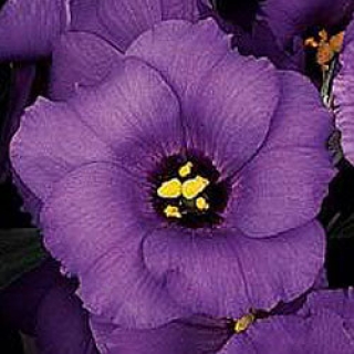 Эустома Сапфир Блю [1000 драже] - ООО «Семена Тут»