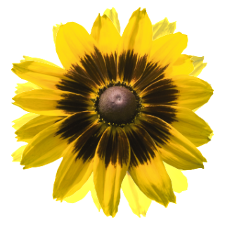 img-0: Рудбекия Денвер Дейзи [250 драже] - ООО «Семена Тут»