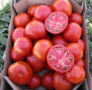 Томат Ляна розовая - ООО «Семена Тут»