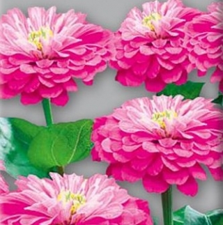 Цинния георгиноцветковая Супер йога Роуз - ООО «Семена Тут»