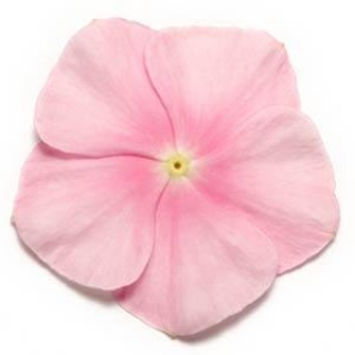 Катарантус Пацифика Иси Пинк [1000 шт] - ООО «Семена Тут»