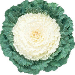 Капуста декоративная Камоме Вайт [1000 шт] - ООО «Семена Тут»