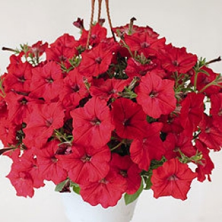 Петуния ампельная Саксесс Ред [100 драже] - ООО «Семена Тут»