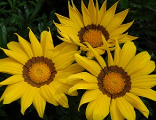 img-0: Газания Энорма Еллоу Виз Ринг [100 шт] - ООО «Семена Тут»