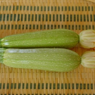 img-0: Кабачок Ирина F1 - ООО «Семена Тут»