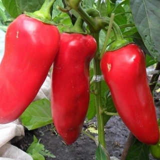 Перец Воловье ухо - ООО «Семена Тут»