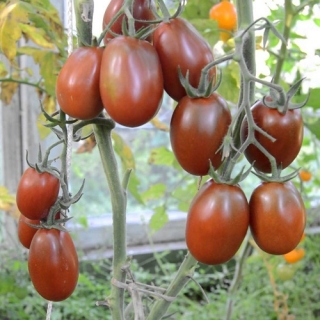 img-0: Томат Черный мавр - ООО «Семена Тут»