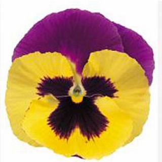 Виола крупноцветковая Пауэр Блюберри энд Крим  [100 шт] - ООО «Семена Тут»