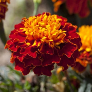 Бархатцы отклоненные Креста Хармони [1000 шт] - ООО «Семена Тут»