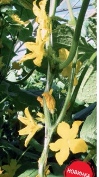 img-1: Огурец Тарзан  F1 - ООО «Семена Тут»