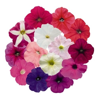 Петуния грандифлора Саксесс 360° Макси Микс [1000 драже] - ООО «Семена Тут»