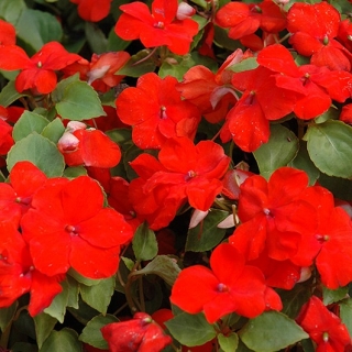img-1: Бальзамин Экстрим F1 Скарлет [1000 шт] - ООО «Семена Тут»