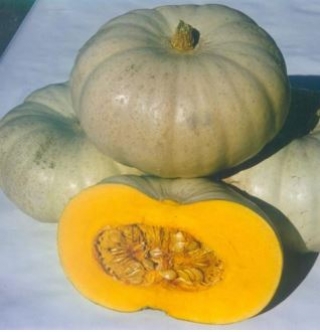 Тыква Краун Принц F1 - ООО «Семена Тут»