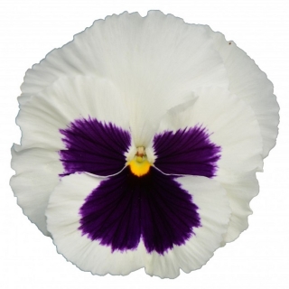 Виола крупноцветковая Пауэр Вайт виз Блотч [100 шт] - ООО «Семена Тут»