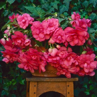 img-0: Бегония клубневая Сан Дансер Пинк [500 драже] - ООО «Семена Тут»