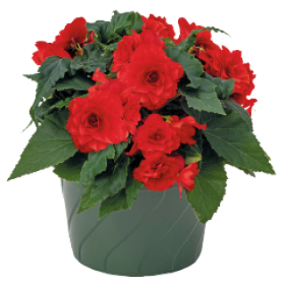 img-1: Бегония клубневая Нонстоп Джой Ред [1000 драже] - ООО «Семена Тут»