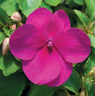 img-0: Бальзамин Акцент Премиум Виолет [1000 шт] - ООО «Семена Тут»