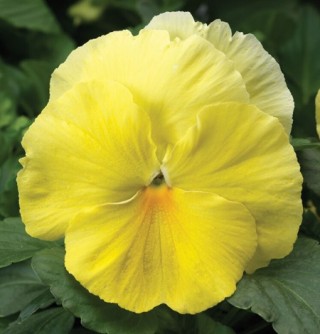 Виола крупноцветковая Колоссус Лемон Шейдс [1000 шт]* - ООО «Семена Тут»