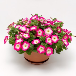 img-0: Петуния ампельная Фото Финиш Роуз Морн [100 драже] - ООО «Семена Тут»