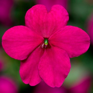 img-0: Бальзамин Имара F1 Пурпл [1000 шт] - ООО «Семена Тут»