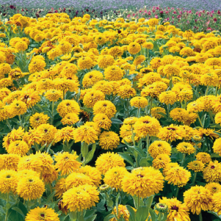 img-1: Рудбекия Майя [1000 драже] - ООО «Семена Тут»